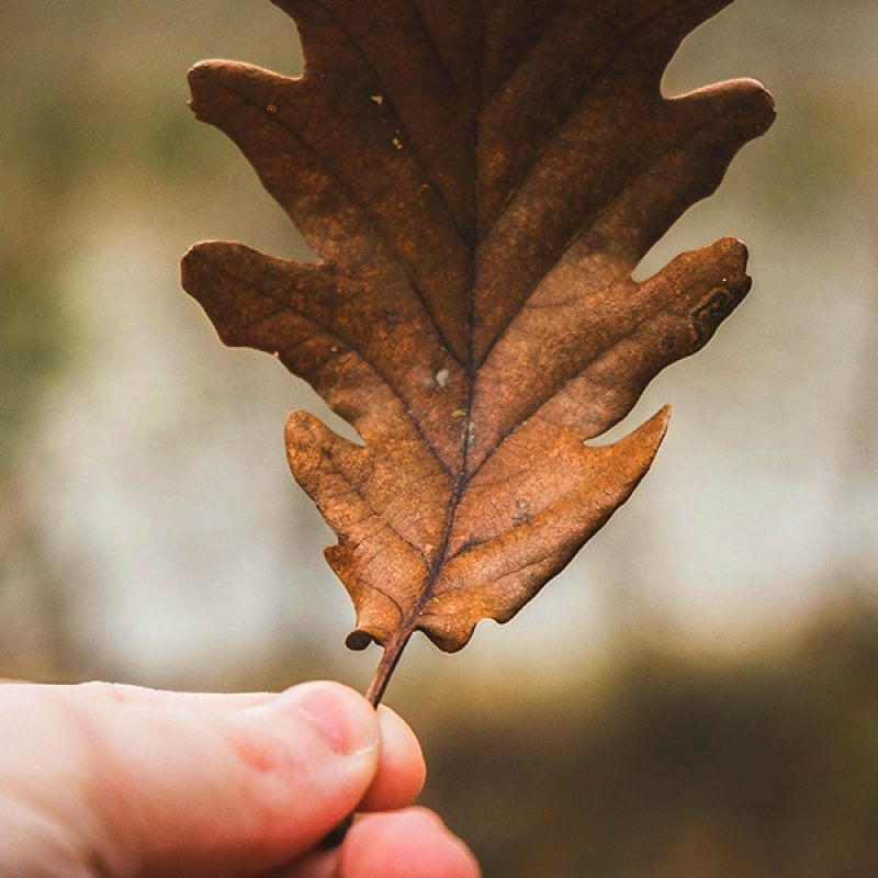 Hand holding a dying leaf.