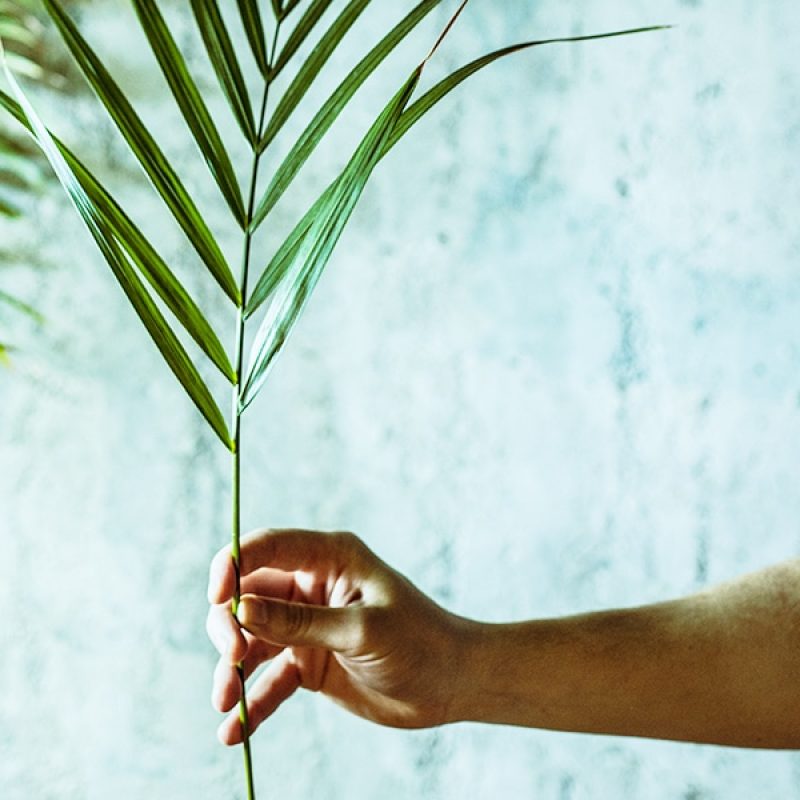 hand holding a palm branch