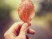 hand holding a read leaf