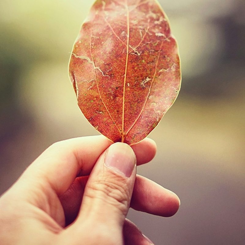 hand holding a read leaf