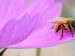 honeybee resting on a flower