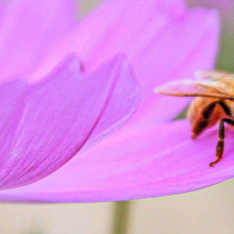 honeybee resting on a flower