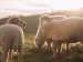 humble shepherds; three sheep in a pasture at sunset.