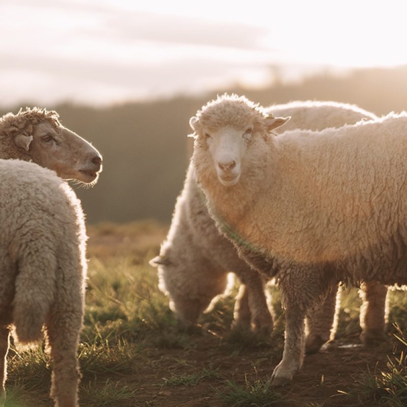humble shepherds; three sheep in a pasture at sunset.