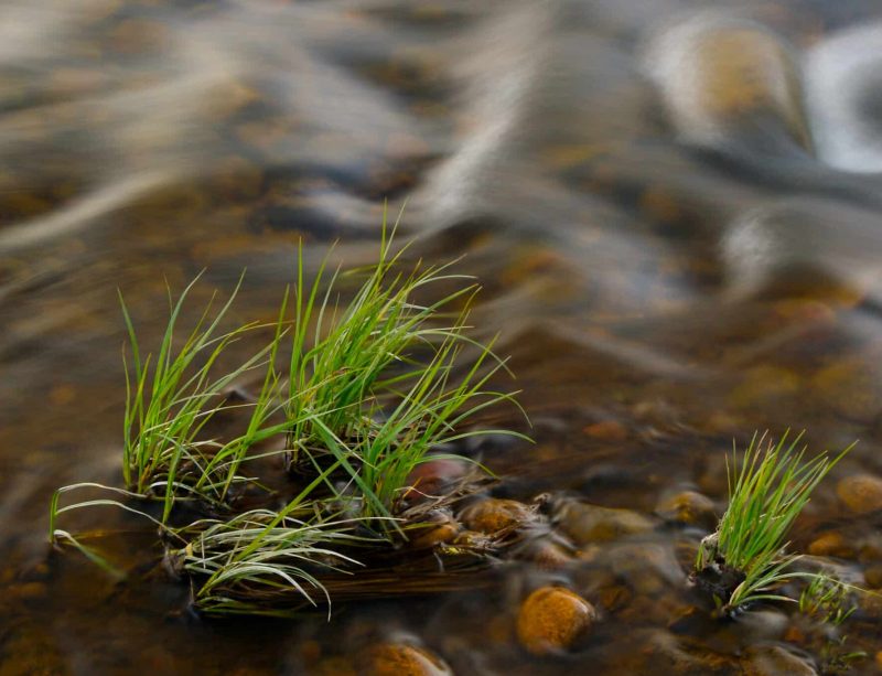 The current flows around a tuft of grass in a stream.
