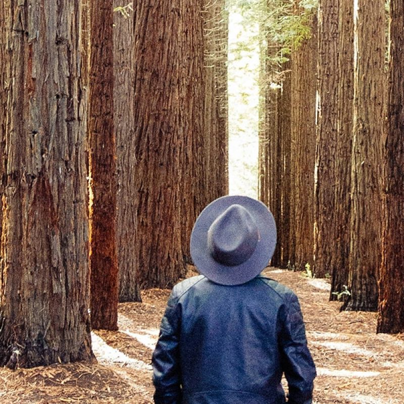 man wearing a hat, looking up at very large trees in a forest.