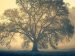 Oak Tree | Photo by Doncoombez on Unsplash