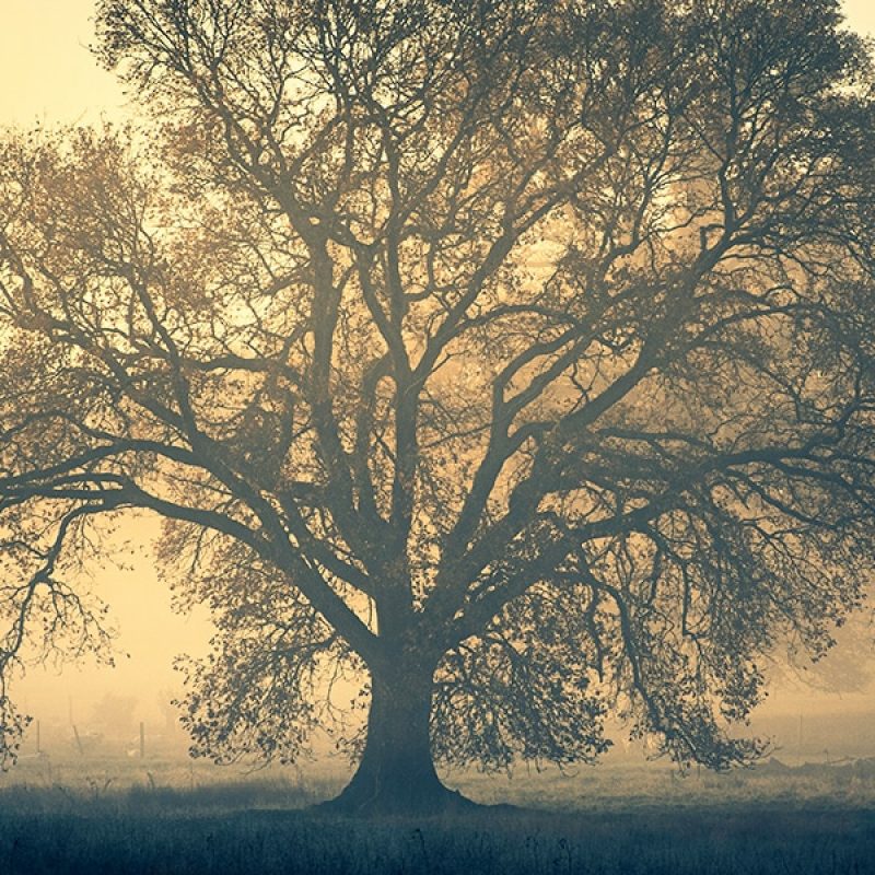 Oak Tree | Photo by Doncoombez on Unsplash