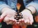 open your senses to creation; hands holding a pine cone, Meghan Schiereck/Unsplash
