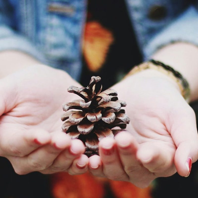 open your senses to creation; hands holding a pine cone, Meghan Schiereck/Unsplash