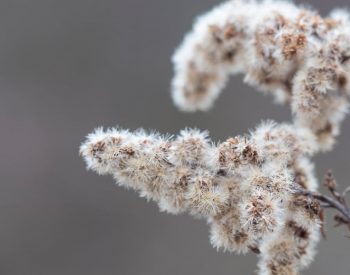 Plants of Clare