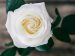 rose in full bloom