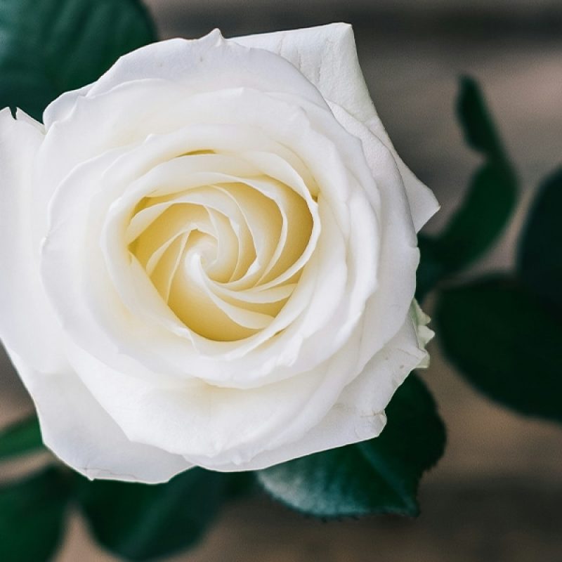 rose in full bloom