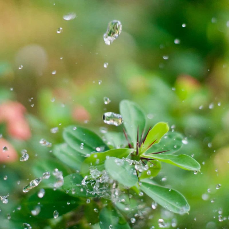 photo-by-shagal-sajid