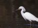 Snowy egret standing in water
