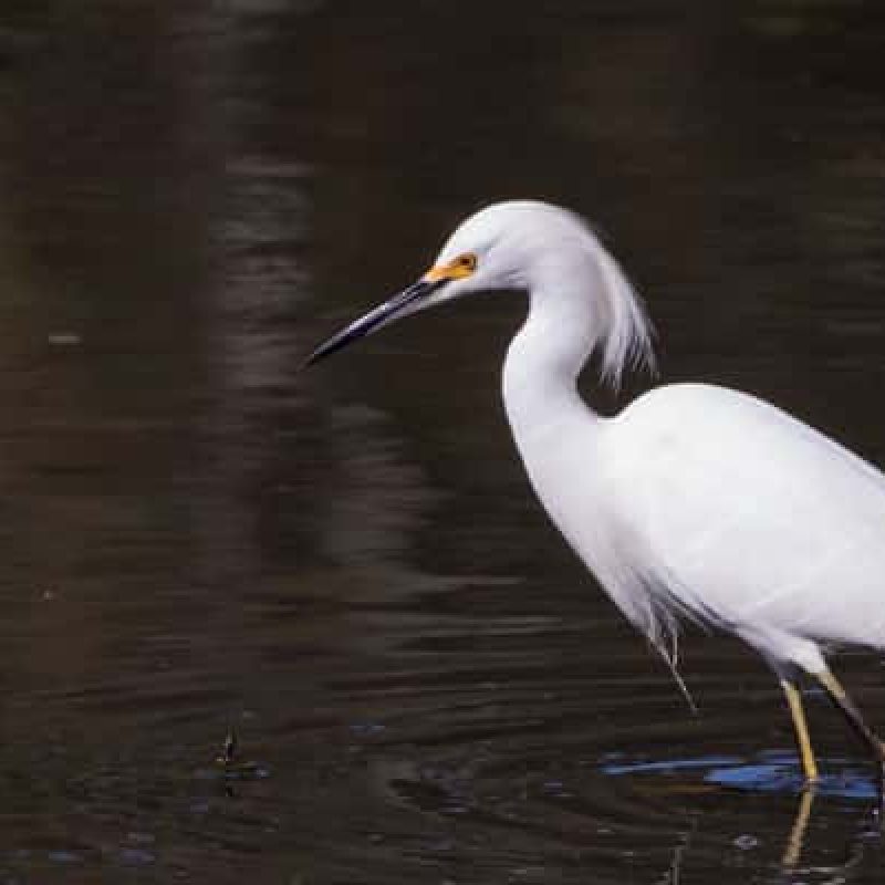 Snowy egret standing in water