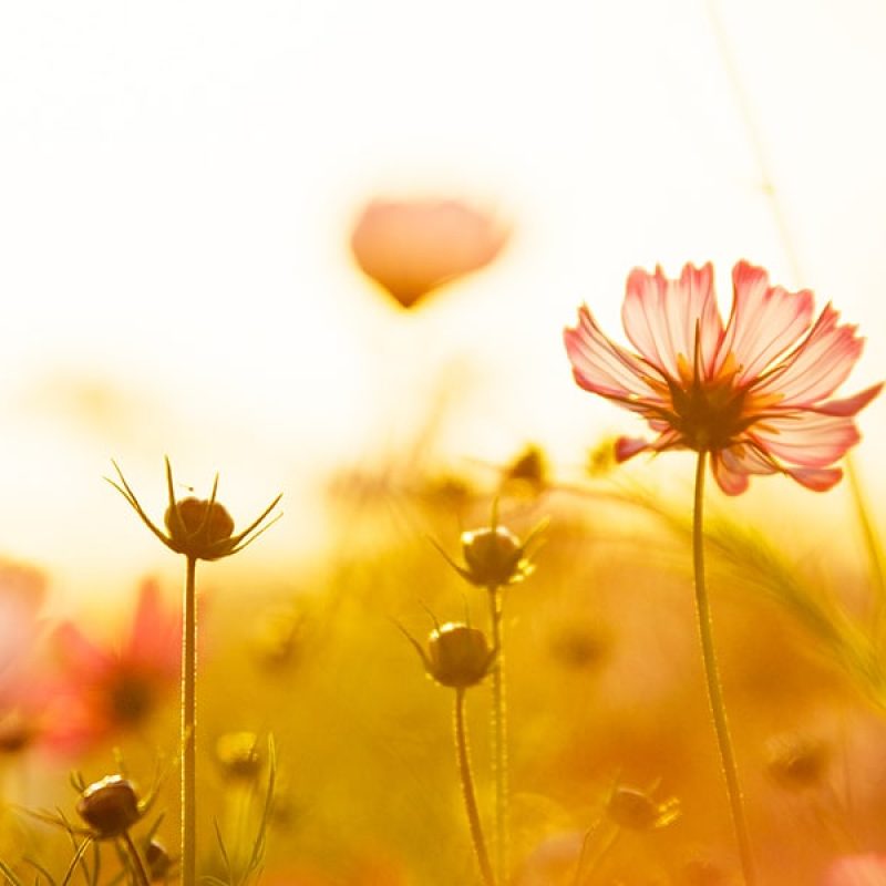 Spring flowers bathed in sunrise light