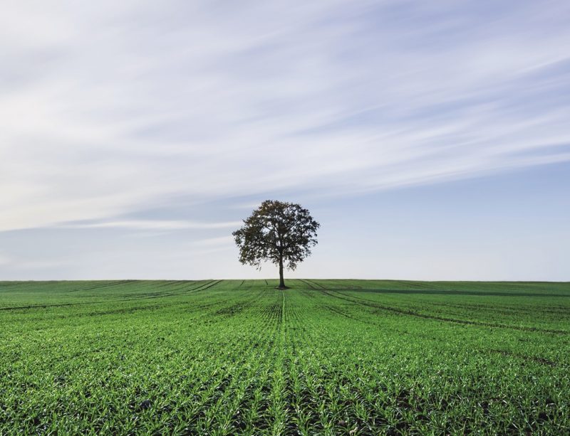 Tree in a field