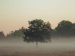 Tree surrounded by morning fog