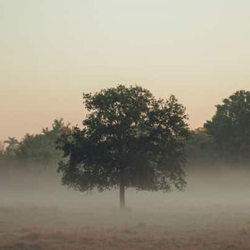 Tree surrounded by morning fog