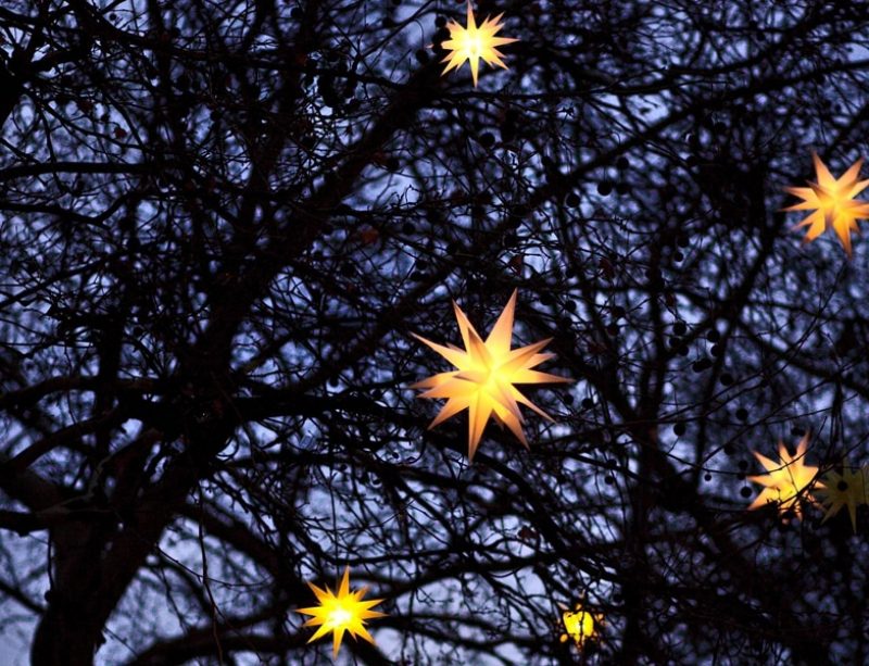 Tree with stars at night
