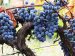 blue grapes hanging on branches from a vine