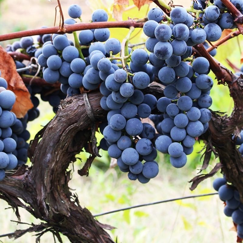 blue grapes hanging on branches from a vine