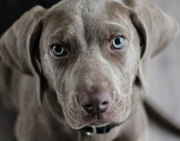 Weimaraner looks at the camera