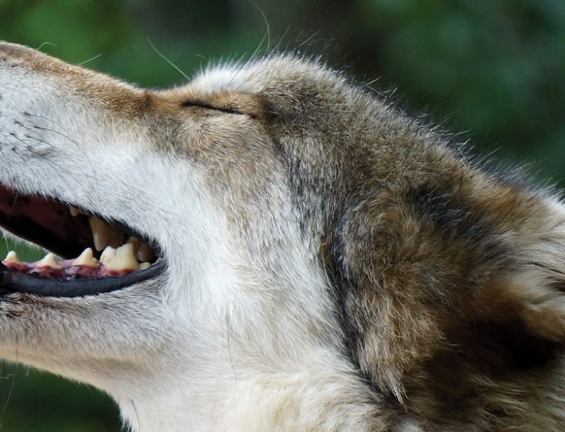 Wolf basking in the sun