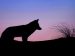a silhouette of a wolf during a sunrise