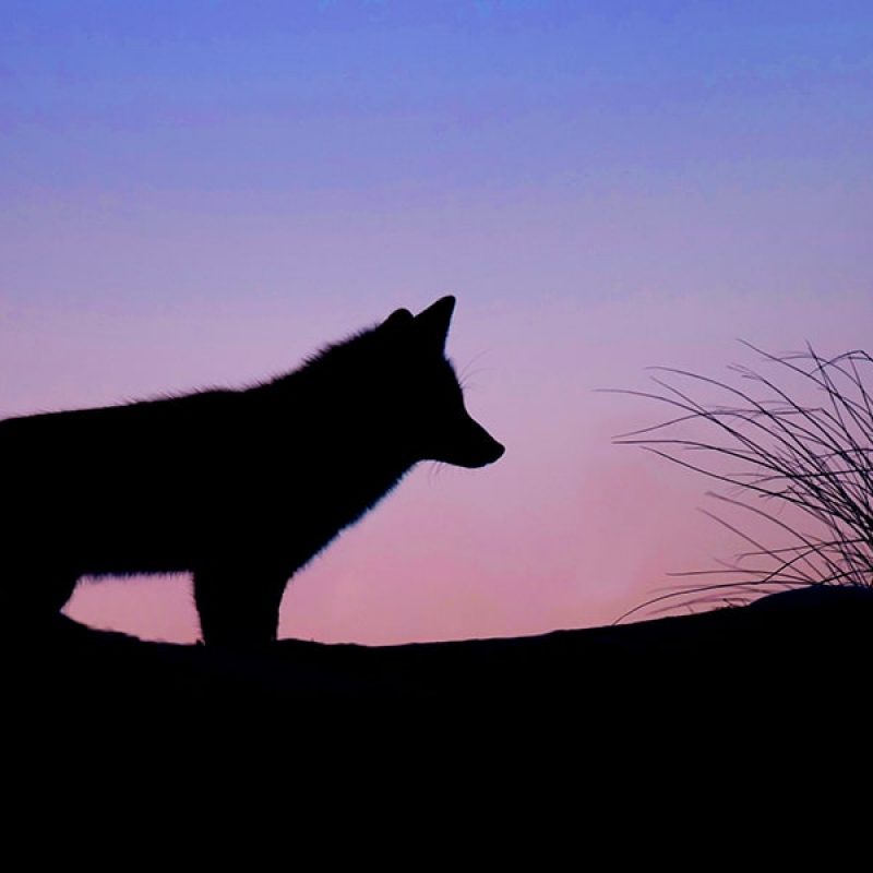 a silhouette of a wolf during a sunrise