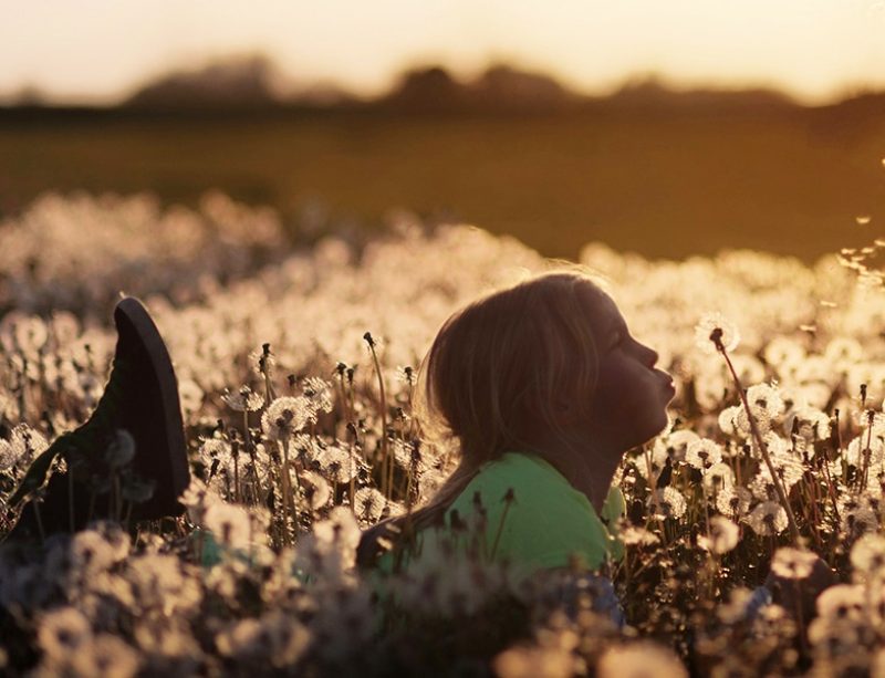 Young girl in a field of dandelions